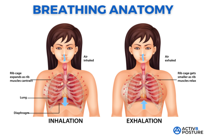 rib flare breathing anatomy