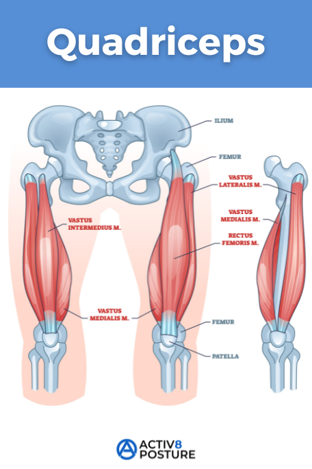 quadriceps anatomy