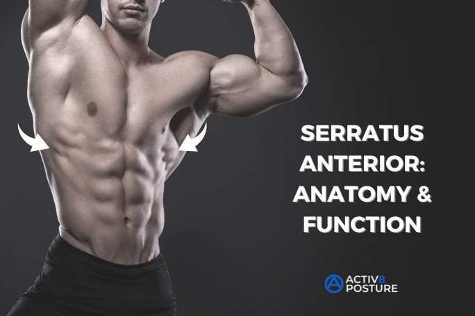 serratus anterior anatomy and function