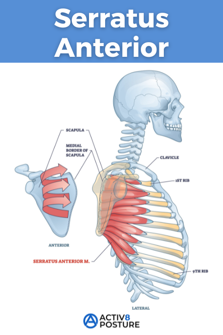 serratus anterior muscle