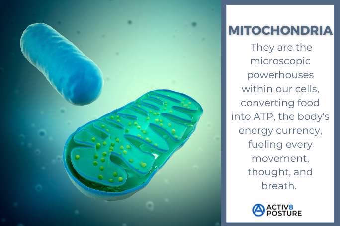 PEM mitochondrial dysfunction