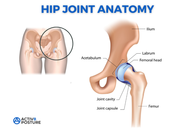 hip joint anatomy